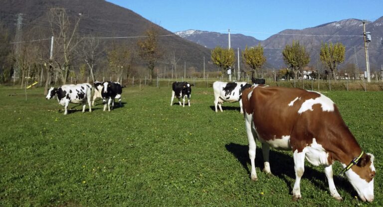 Ca’ Bortoli