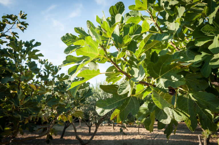 Agriturismo “Tenuta Lu Cantieri ” | Cucina tipica salentina
