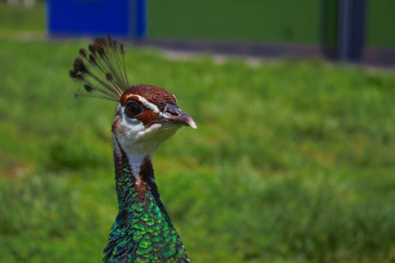Astrobioparco – Oasi Di Felizzano