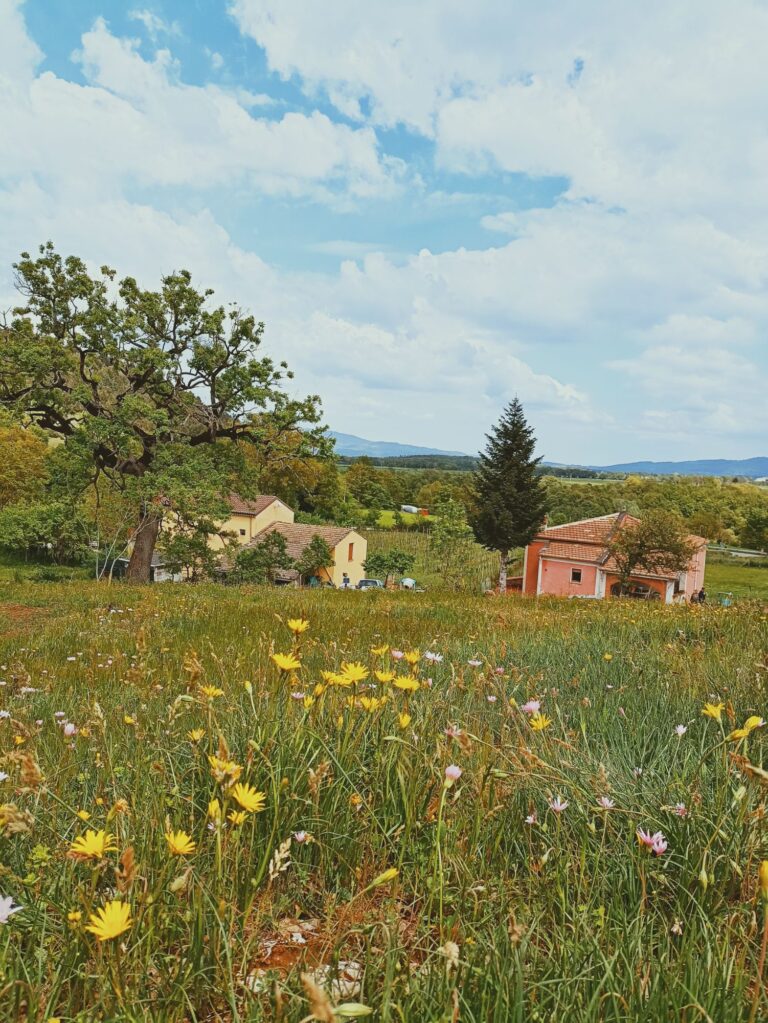 Azienda “Mea Terra”