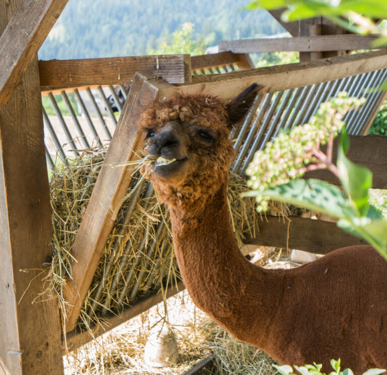 Tierwelt Rainguthof – Fattoria Rainguthof