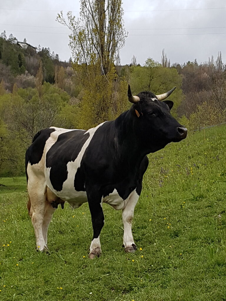 Agriturismo La Clochette – dormire a Torgnon