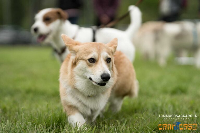 Cani-per-Caso APS ASD Ludoteca-Asilo Piscina e Scuola