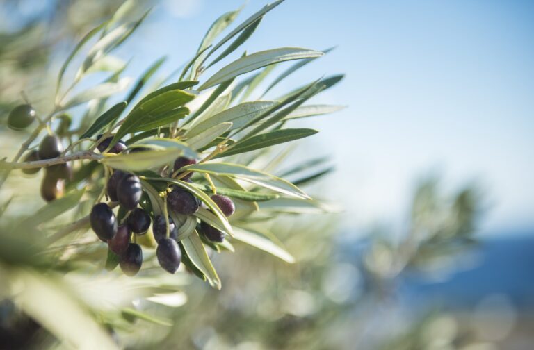 Agriturismo L’ Olivastro – Fattoria Didattica