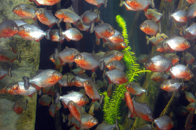 Acquario di Cala Gonone