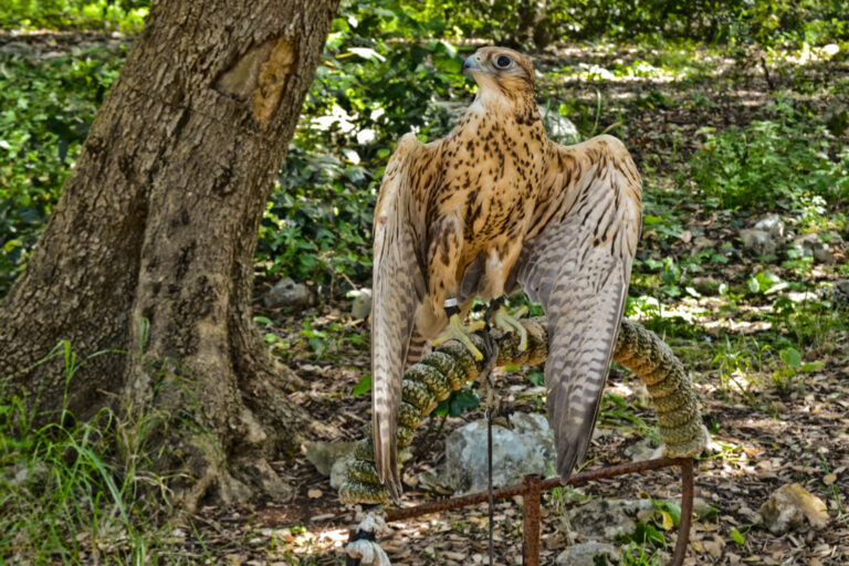 Ciuchino Birichino