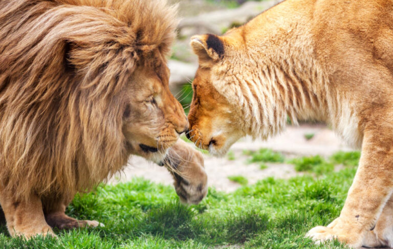 Safari Park Lago Maggiore