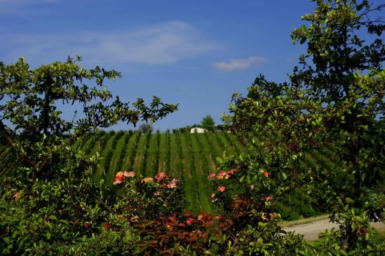 Agriturismo Borgo Delle Vigne