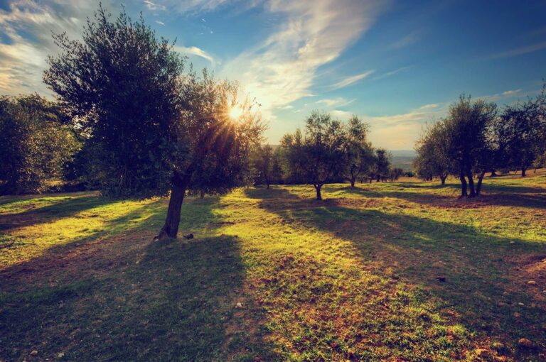 Agriturismo Argomesi