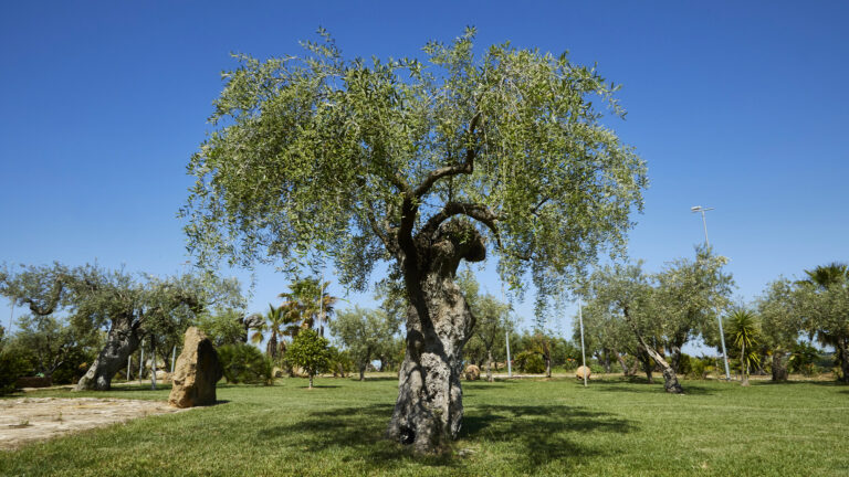 Agriturismo Dimina