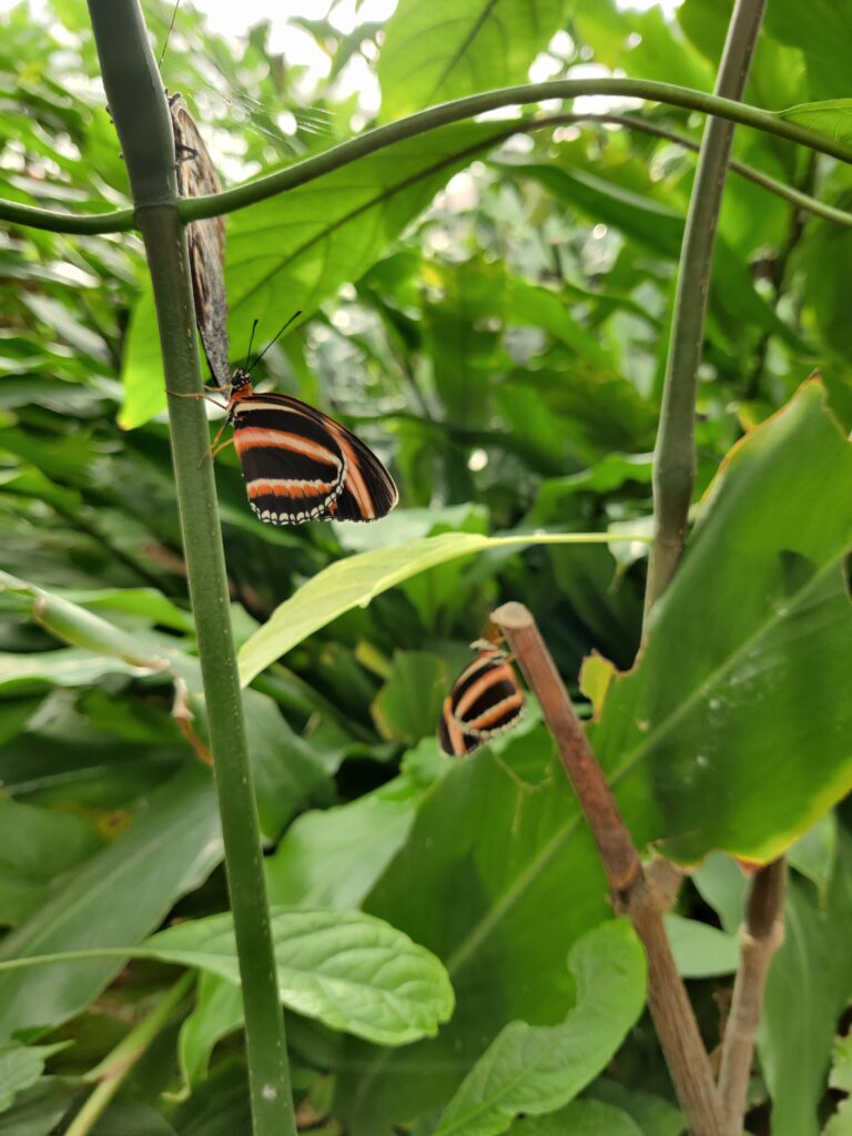 Casa delle Farfalle e Bosco delle Fate di Butterfly Arc