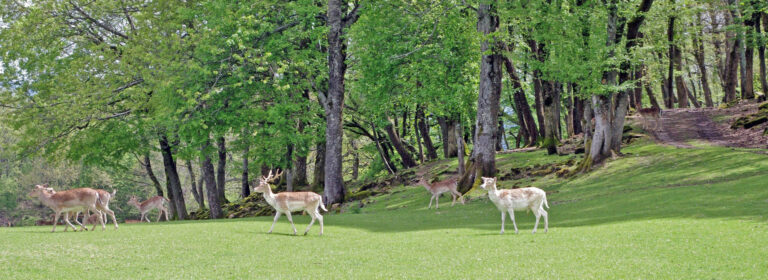 Parco Provinciale Monte Fuso