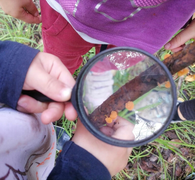 Come Vento Tra Gli Alberi A.S.D