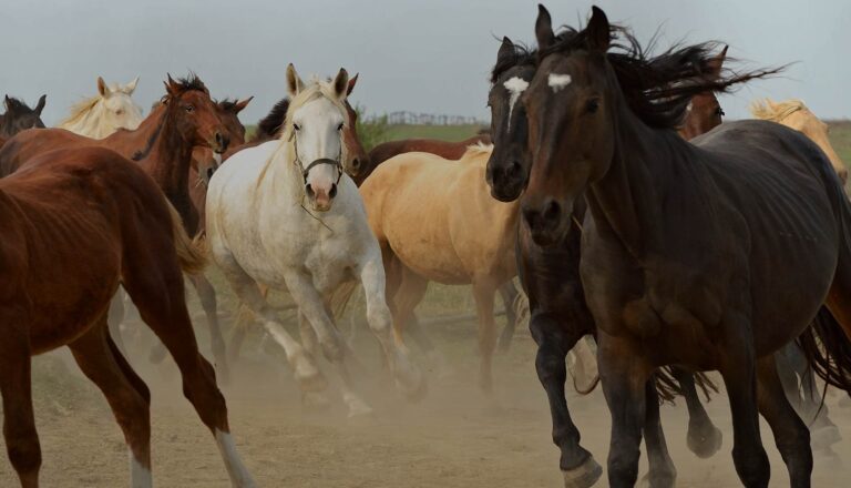 Roma River Ranch