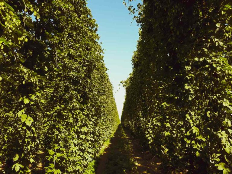 IL GIARDINO DELLE LUPPOLE