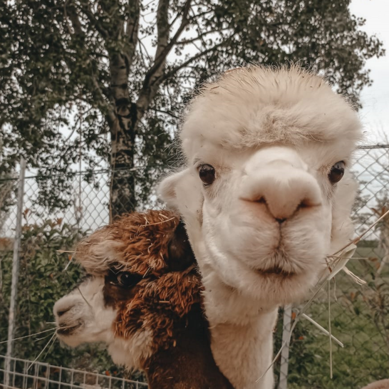 Società Agricola Saccona Agriturismo Tenuta dei Cria