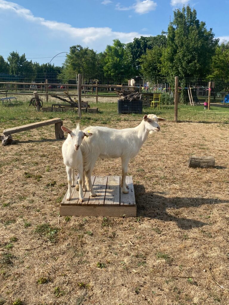 Fattoria – Farm Roller Horse APS
