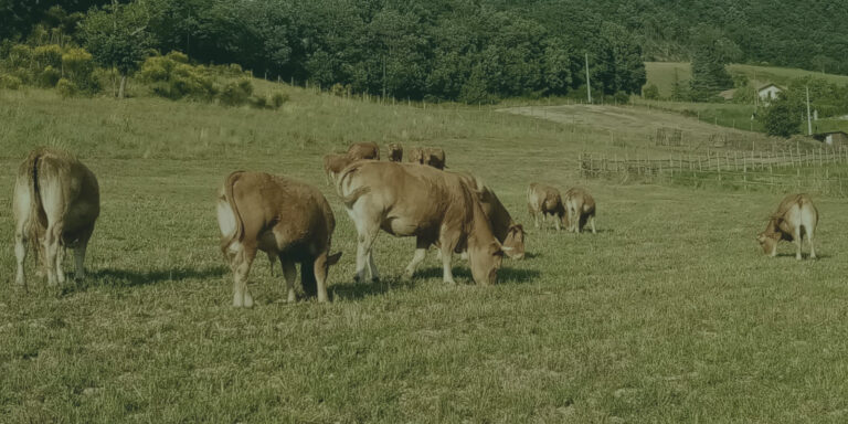 Agriturismo “Natura e gusto ” fattoria didattica