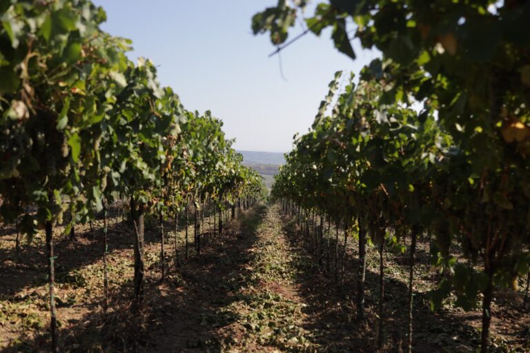 Agriturismo Colle Tripio