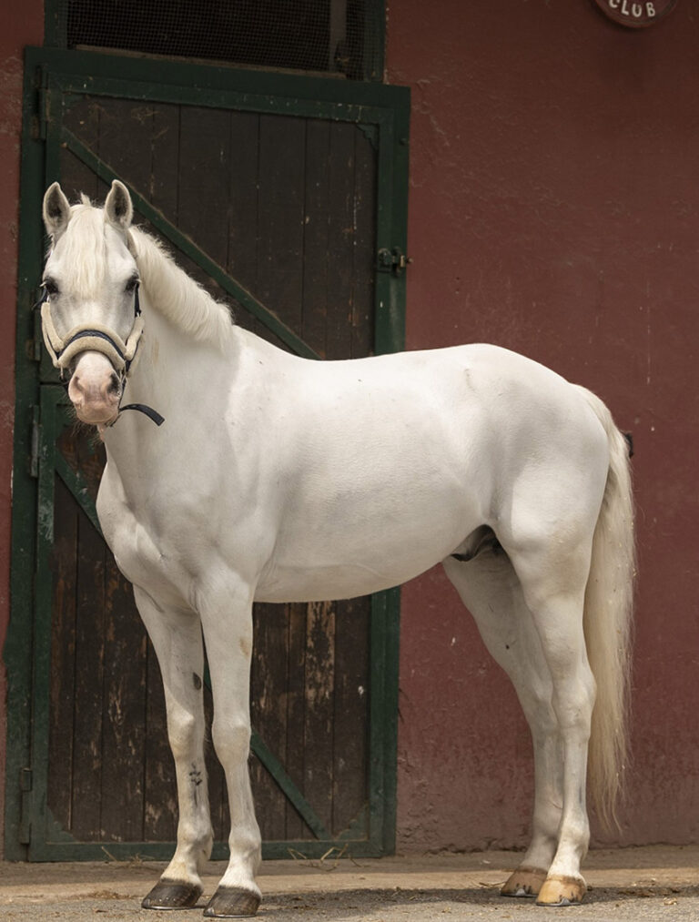 Roma Pony Club