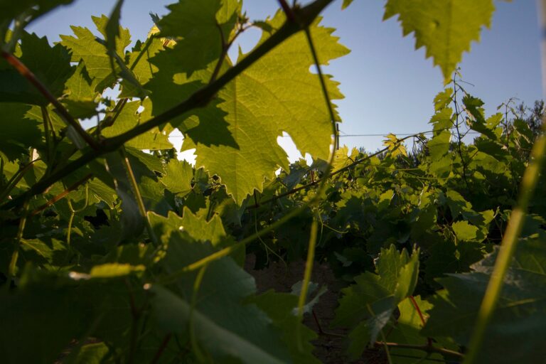Pesolillo Agriturismo e Vini Bio