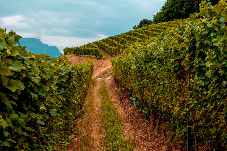Mas dei Chini – Cantina, Ristorante e Agriturismo